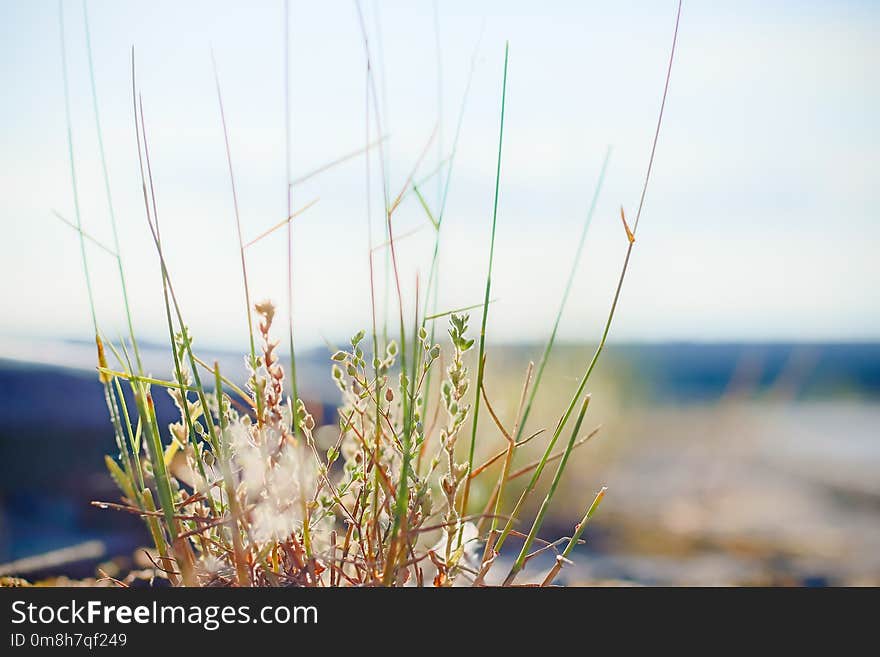 Sky, Sea, Water, Grass