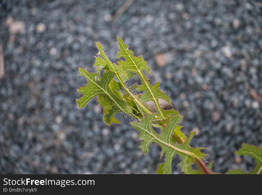 Leaf, Flora, Plant, Subshrub