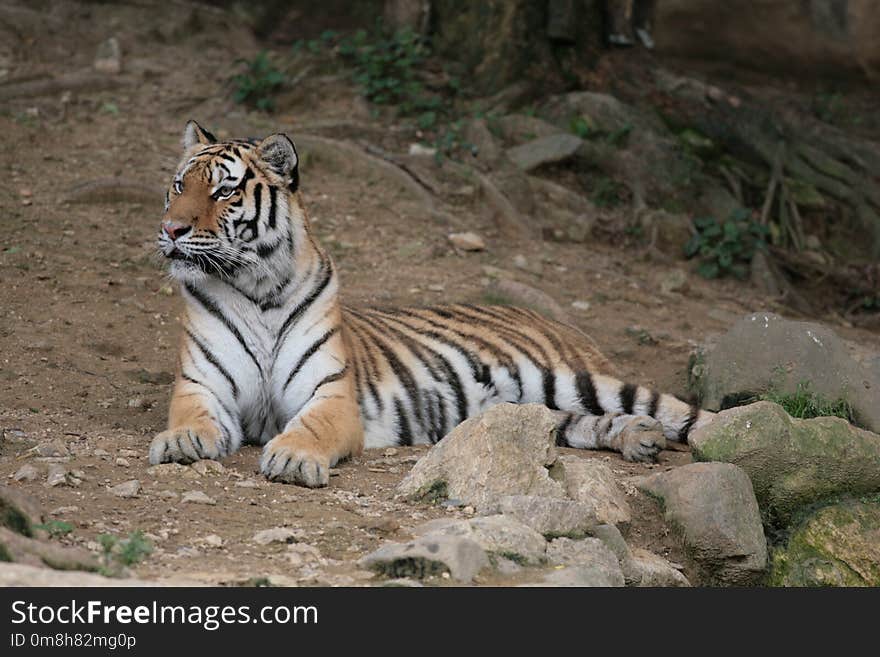 Tiger, Wildlife, Terrestrial Animal, Wilderness