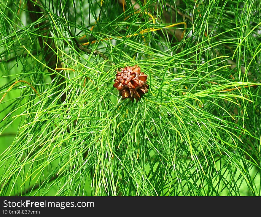 Ecosystem, Vegetation, Grass, Plant