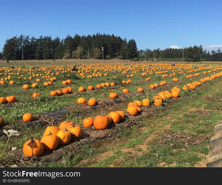 Field, Farm, Agriculture, Crop