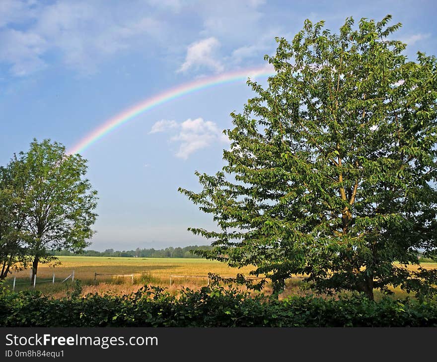 Rainbow, Sky, Tree, Vegetation