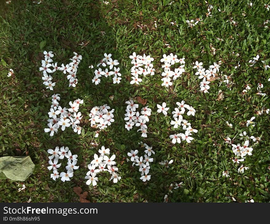 Plant, Flower, Flora, Flowering Plant