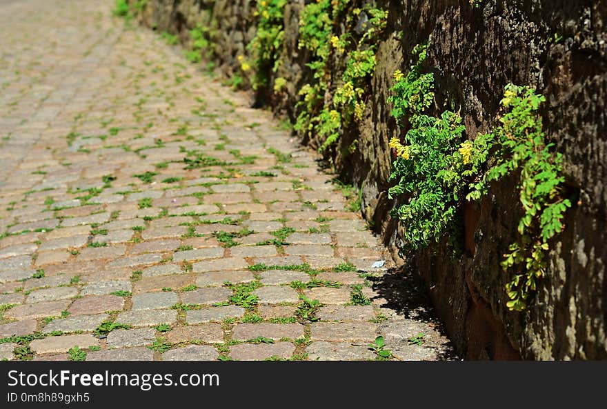 Wall, Plant, Grass, Flower