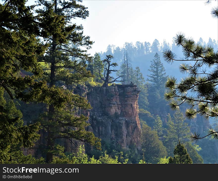 Nature, Tree, Wilderness, Nature Reserve