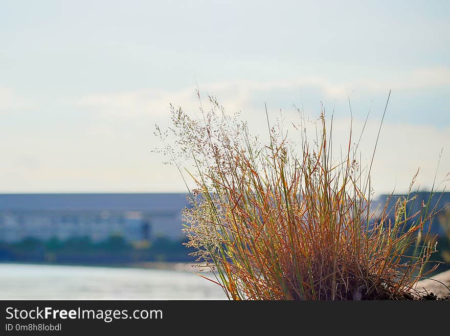 Sky, Sea, Water, Shore