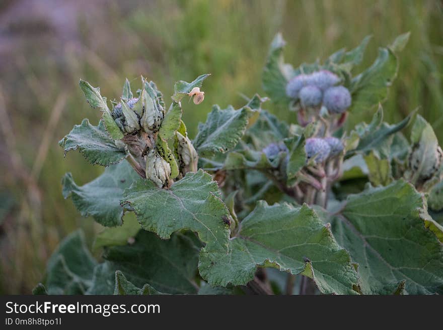 Plant, Flora, Leaf, Subshrub