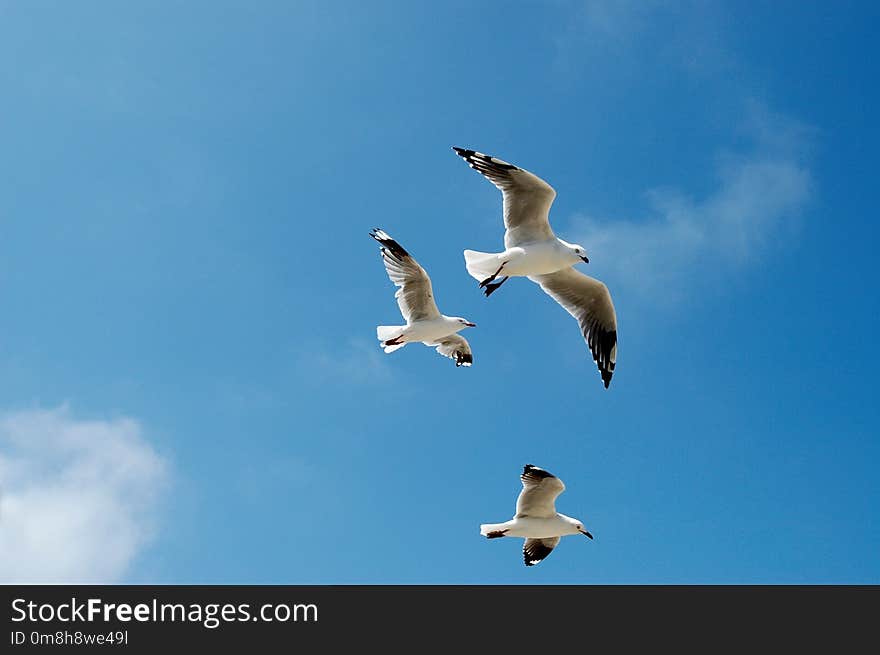 Sky, Bird, Gull, Seabird