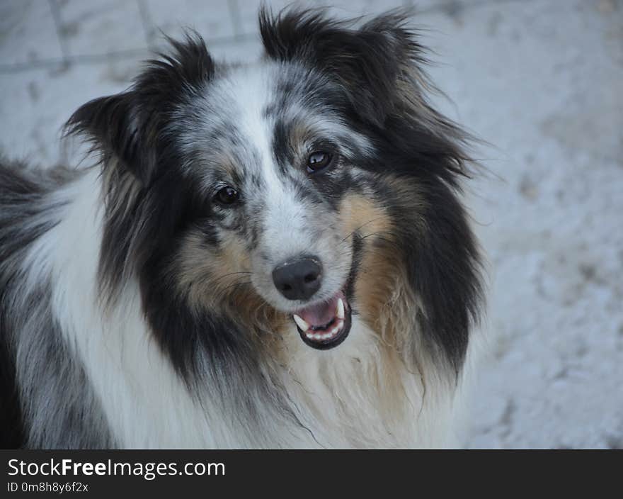 Dog, Dog Breed, Dog Like Mammal, Scotch Collie