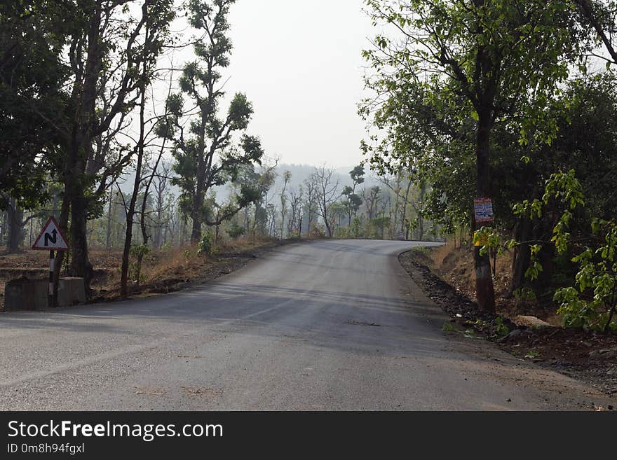 Road, Lane, Tree, Path