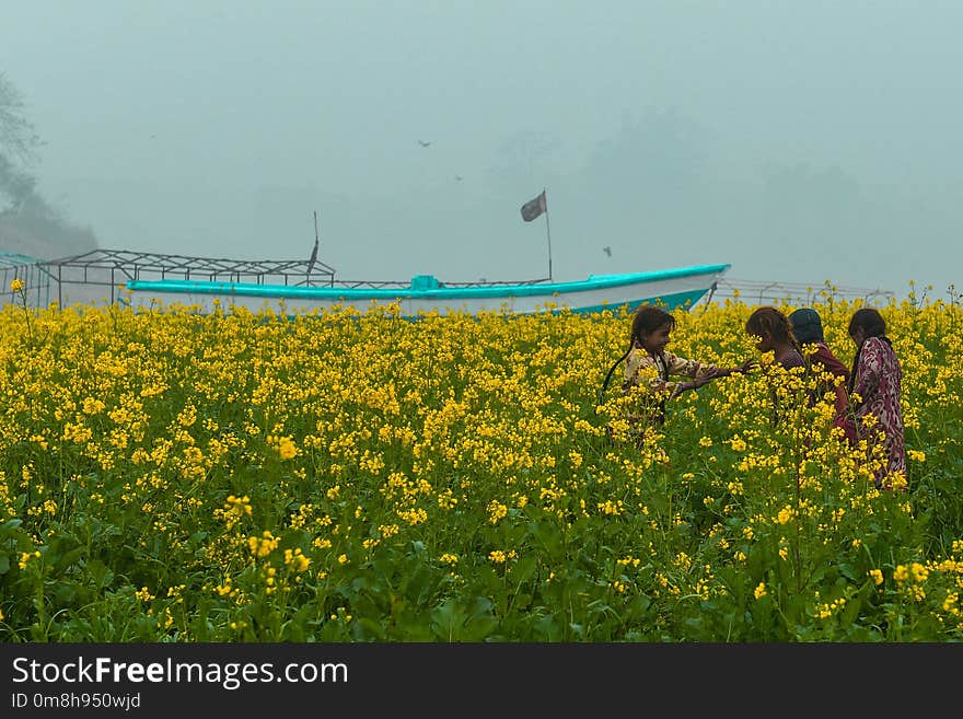 Yellow, Field, Canola, Rapeseed