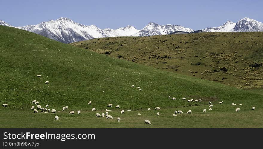 Grassland, Pasture, Ecosystem, Mountainous Landforms