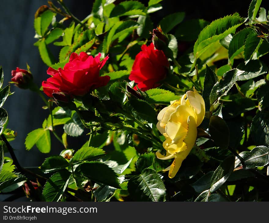 Plant, Flower, Rose Family, Rose