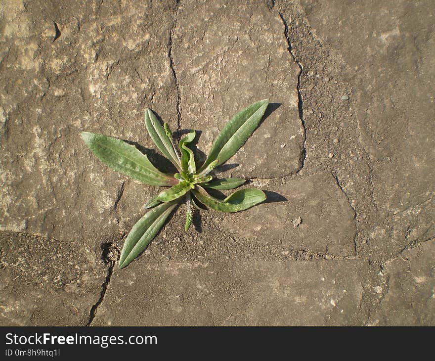 Plant, Flora, Leaf, Grass