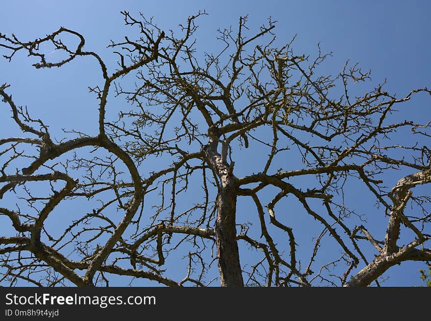 Branch, Tree, Sky, Woody Plant