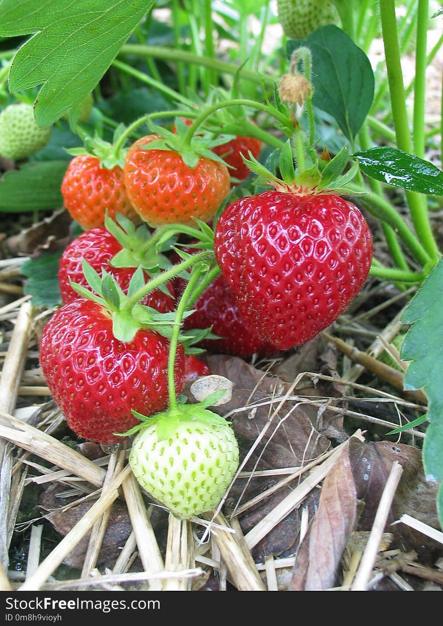 Strawberry, Natural Foods, Strawberries, Fruit