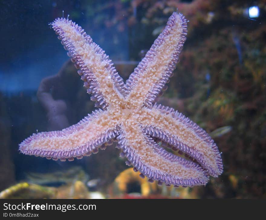 Starfish, Marine Invertebrates, Echinoderm, Invertebrate