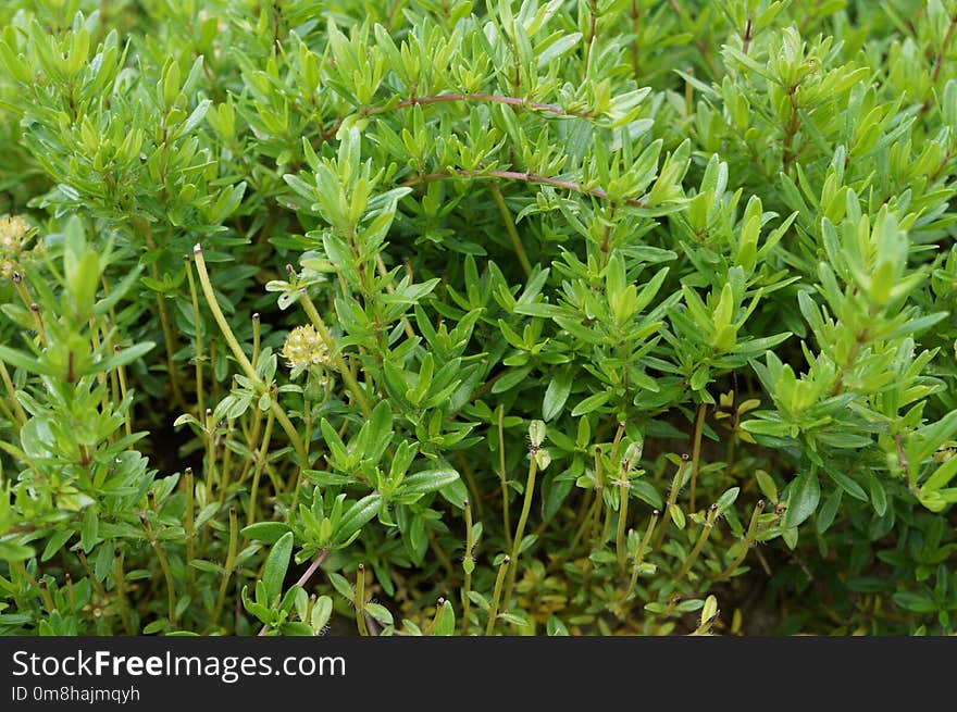 Plant, Leaf, Subshrub, Herb