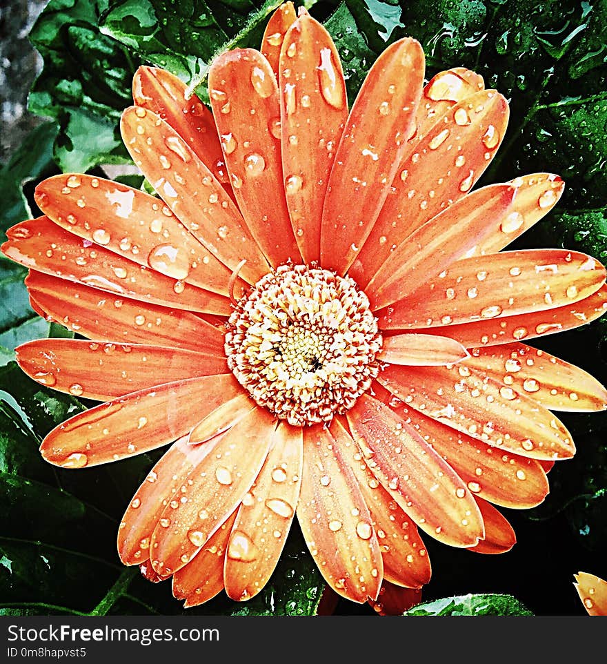 Flower, Flora, Flowering Plant, Gerbera