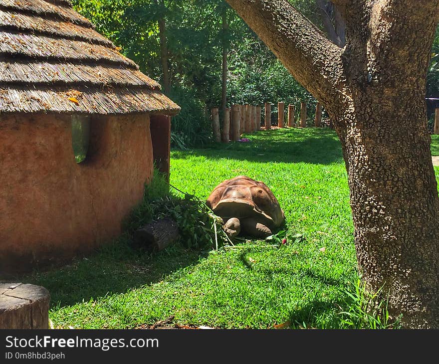 Grass, Tree, Leaf, Fauna