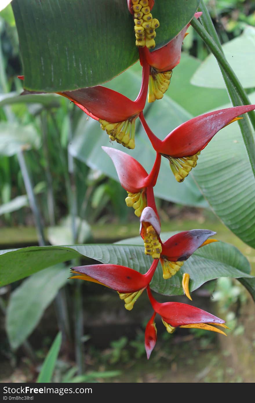 Plant, Heliconia, Flora, Flower