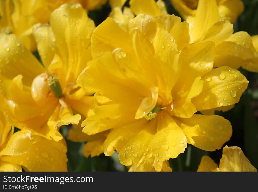 Flower, Yellow, Flora, Evening Primrose