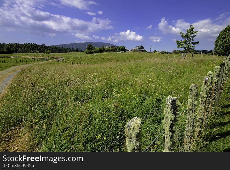 Grassland, Nature Reserve, Vegetation, Field