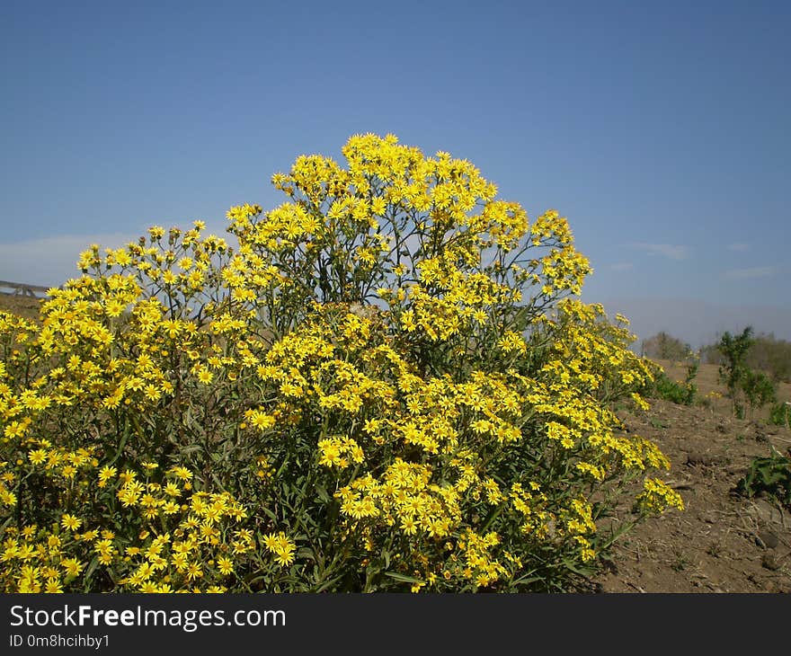 Yellow, Plant, Flower, Flora