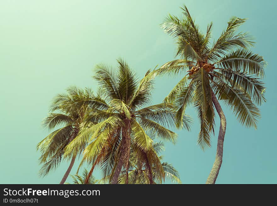 Coconut tree in summer on blue background.