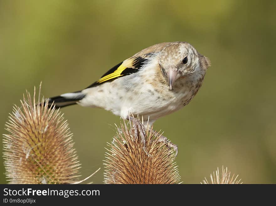 Juvenile European goldfinch in its natural habitat in Denmark. Juvenile European goldfinch in its natural habitat in Denmark