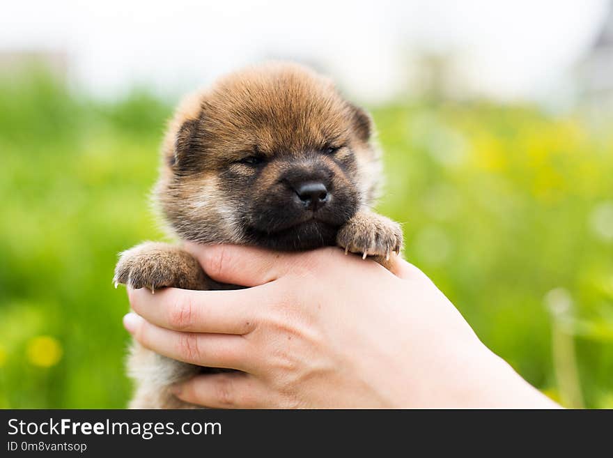 Close-up Portrait of beautiful two weeks old shiba inu puppy in the hands of the owner in the buttercup meadow