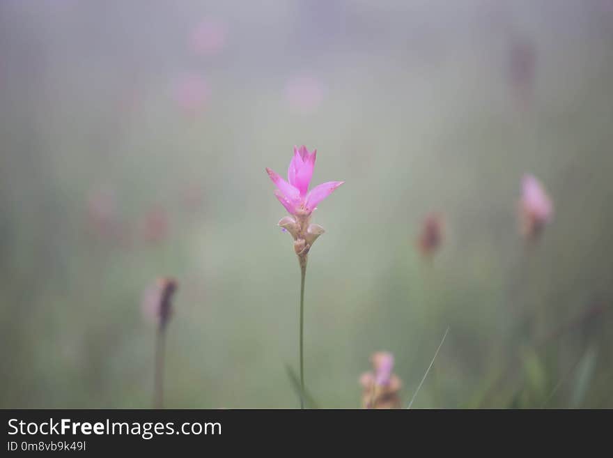 Siam Tulip in Pa Hin Ngam National Park.