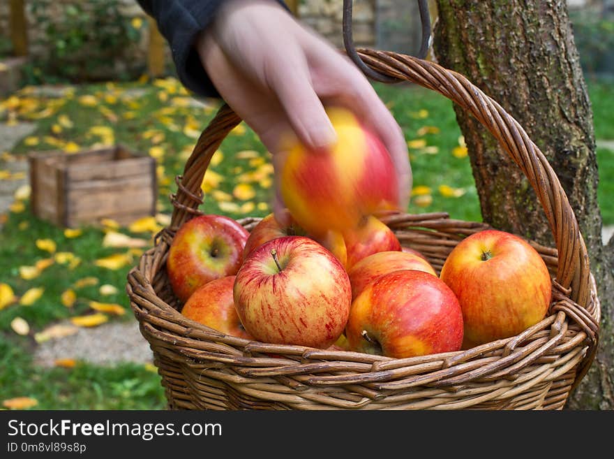 Picking of apples.Red apples are in the wicker basket.