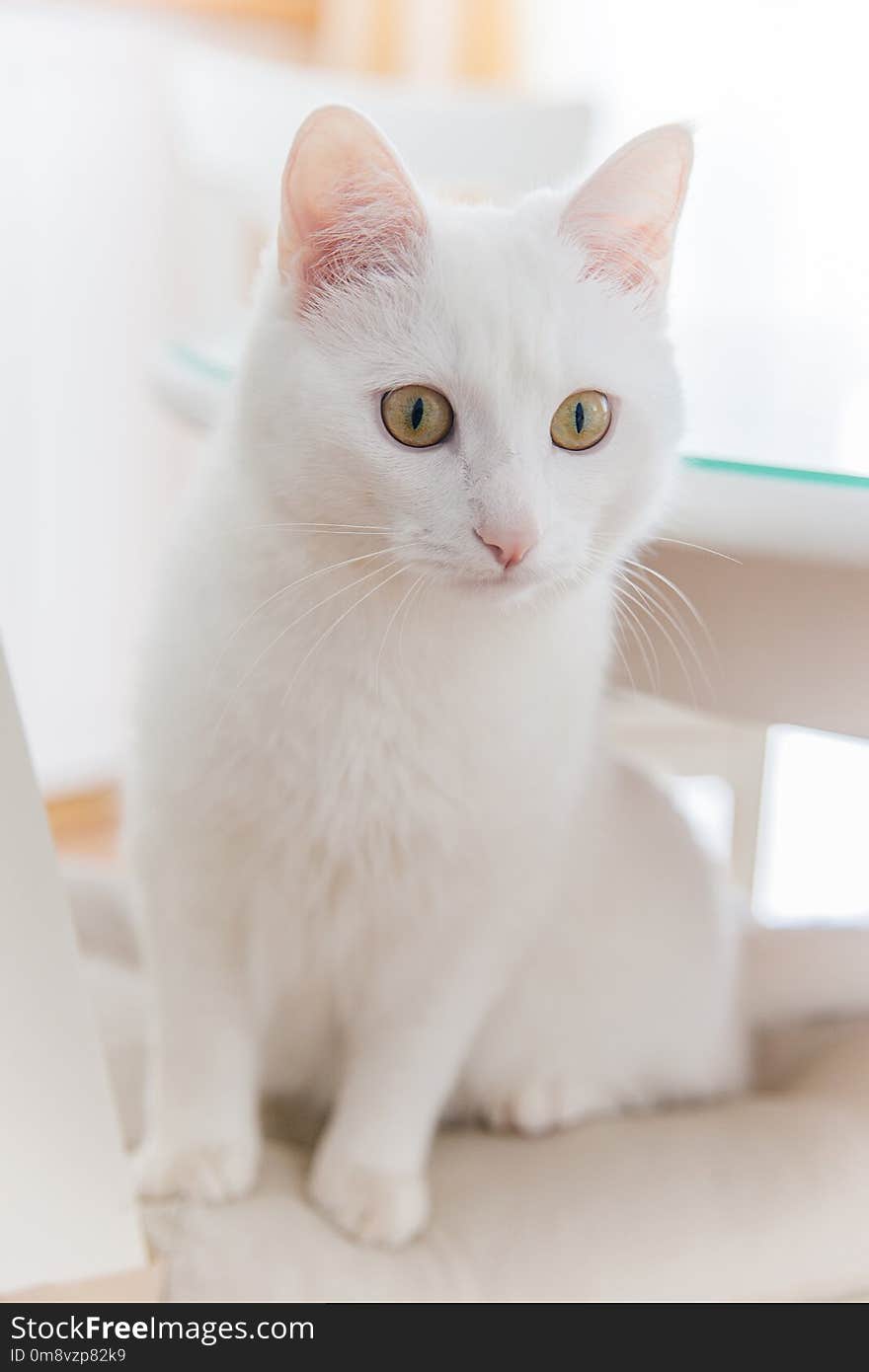 A portrait of a cute white cat at home