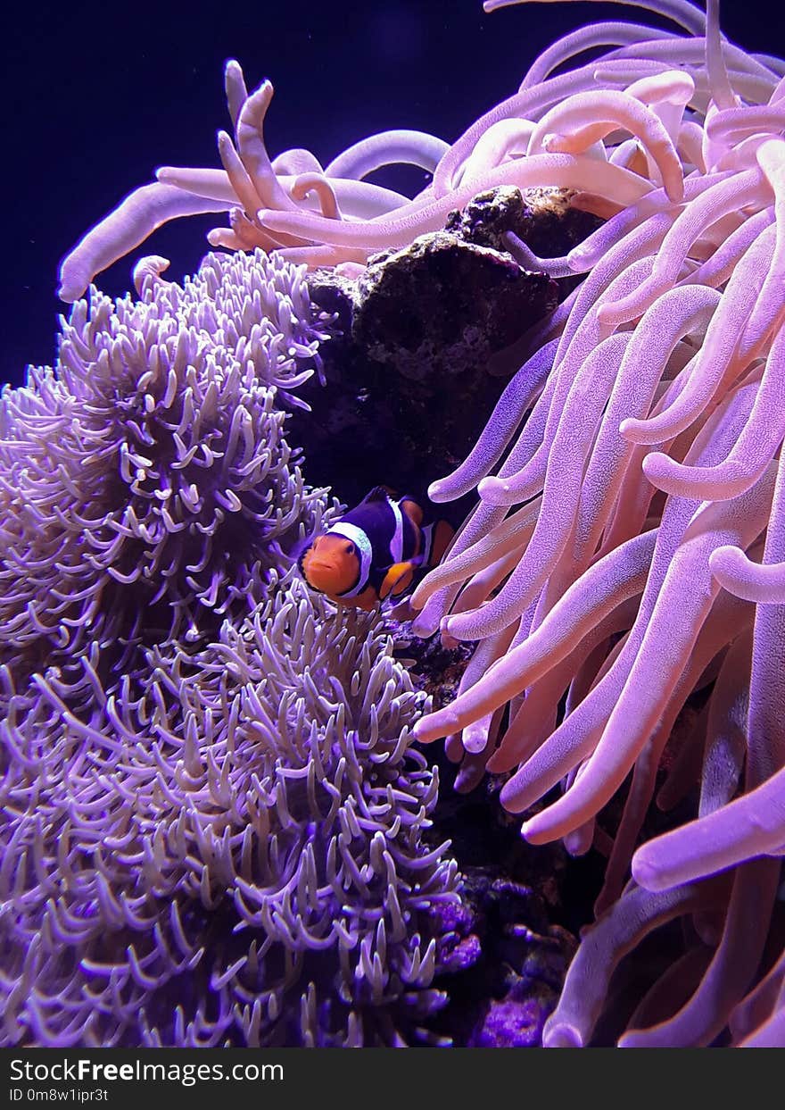 Clown fish swimming amongst anemones, reminds me of Nemo.... beautiful sea life. The anemone tentacles are like little strings pulling the fish back to safety. Clown fish swimming amongst anemones, reminds me of Nemo.... beautiful sea life. The anemone tentacles are like little strings pulling the fish back to safety...