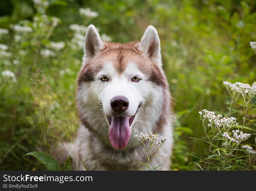 Close-up portrait of free beige and white dog breed siberian husky sitting in the green grass and wild flowers