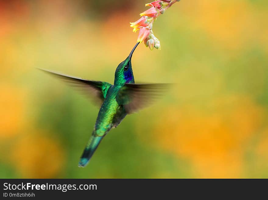 Green violetear hovering next to red and yellow flower, bird in flight, mountain tropical forest, Costa Rica, natural habitat, beautiful hummingbird sucking nectar, colouful background. Green violetear hovering next to red and yellow flower, bird in flight, mountain tropical forest, Costa Rica, natural habitat, beautiful hummingbird sucking nectar, colouful background