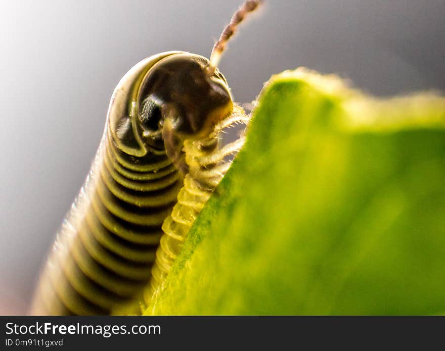 A closeup of a millipede insect with it's amazing armored body and lots of legs.