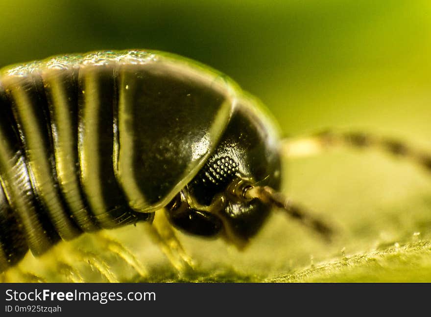 A closeup of a millipede insect with it's amazing armored body and lots of legs.