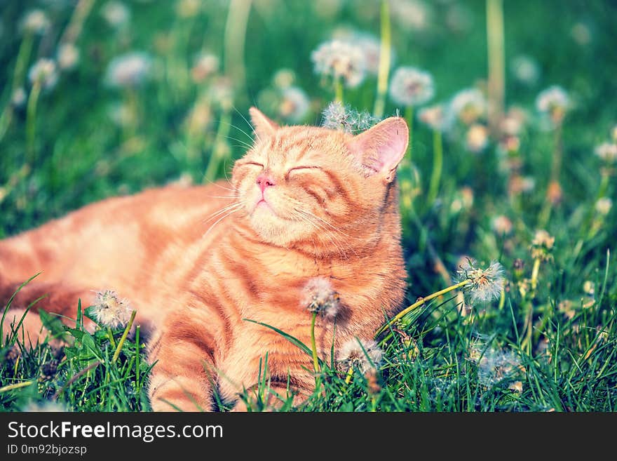 Portrait of a little red kitten lying on the dandelion field. Cat enjoying spring