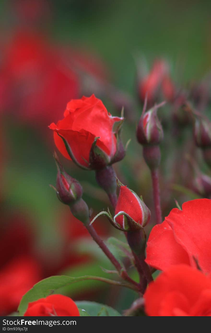 Flowers roses flowering in roses garden. Beatiful red roses in garden.