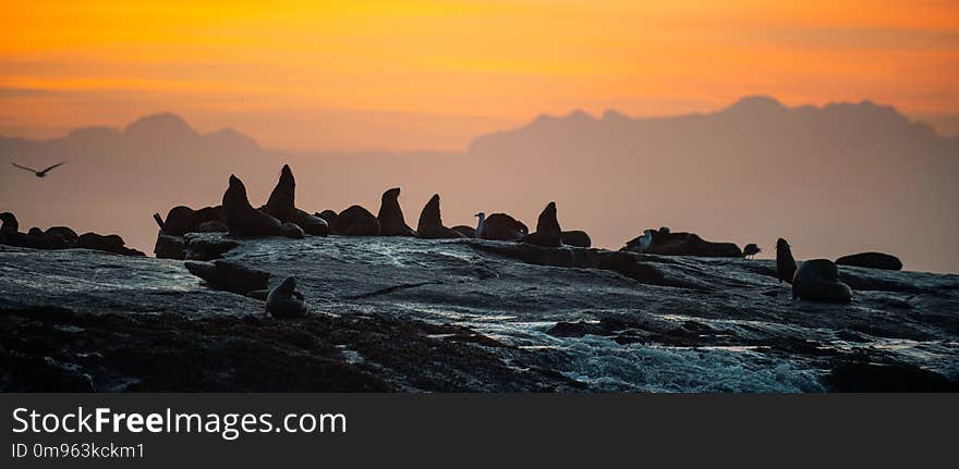 Seals silhouettes against a sunrise on the Seal island, Seal Island on sunrise.