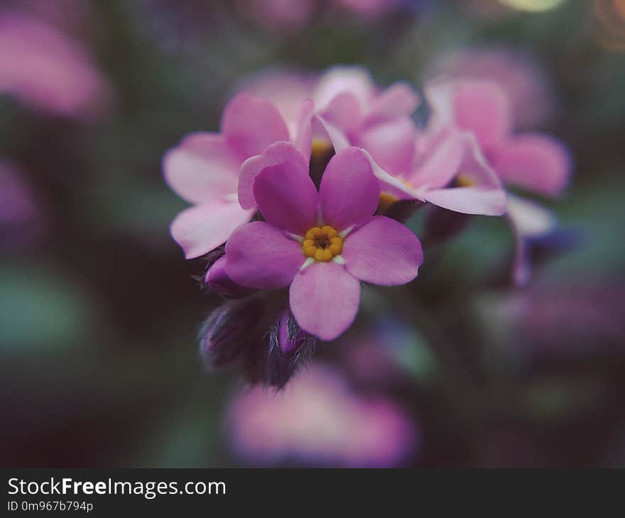 Pink flower