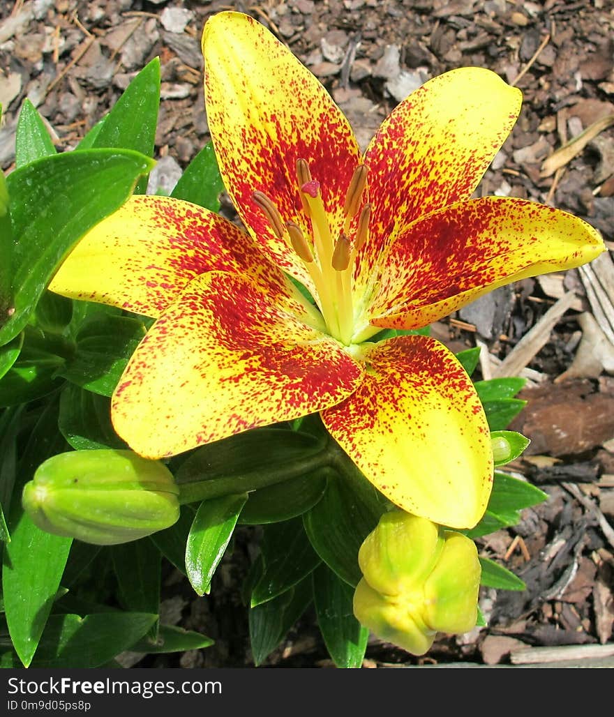 Flower, Plant, Lily, Flowering Plant