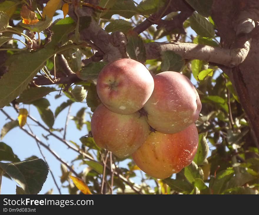 Fruit, Fruit Tree, Apple, Local Food