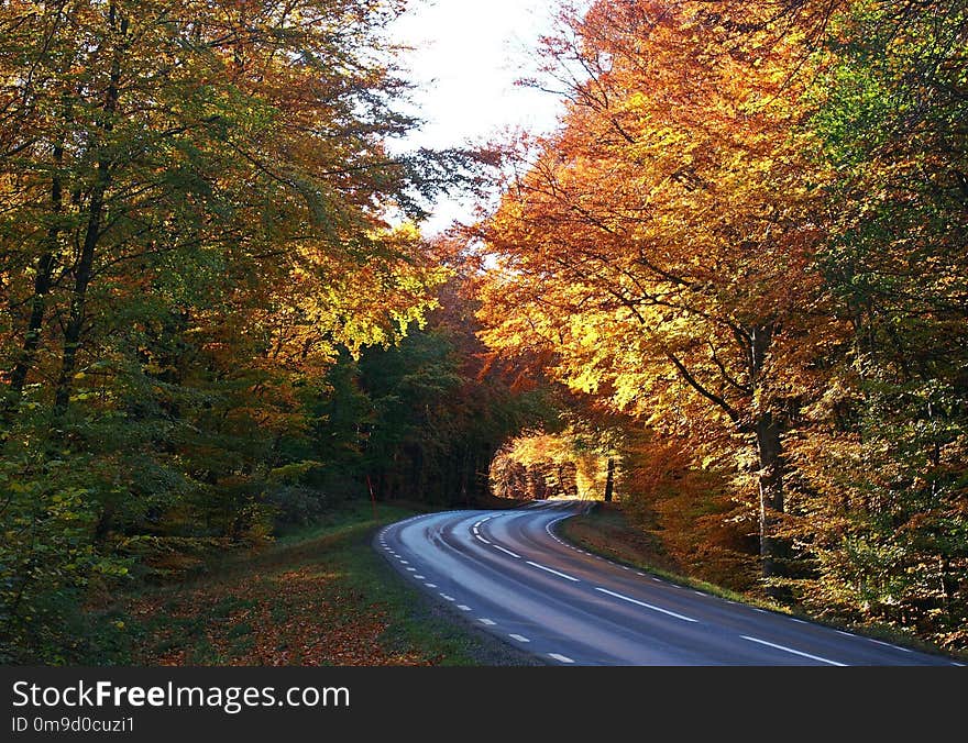 Nature, Autumn, Leaf, Road