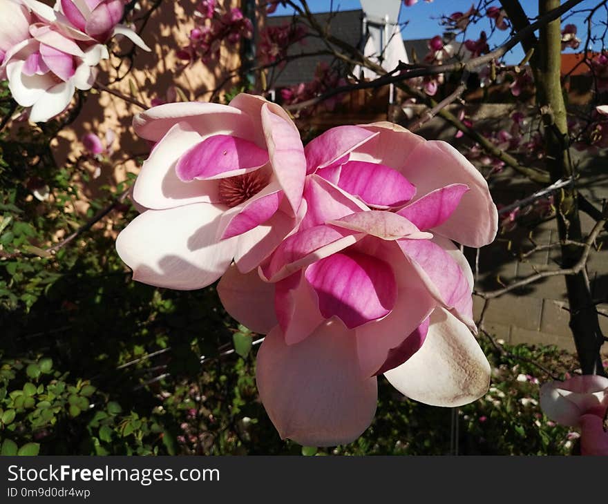 Flower, Plant, Flowering Plant, Pink