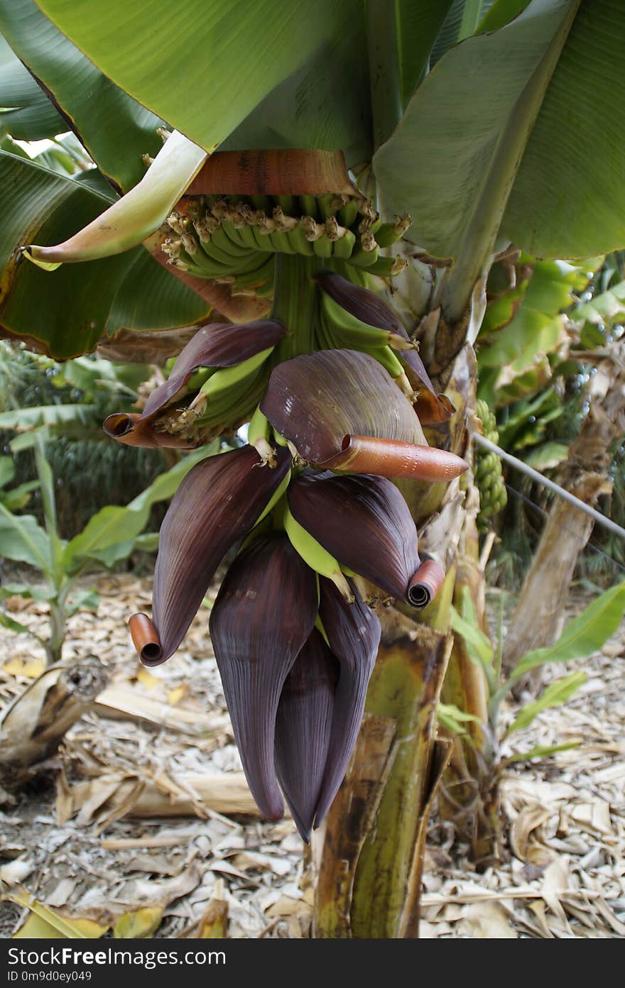 Plant, Leaf, Flora, Terrestrial Plant