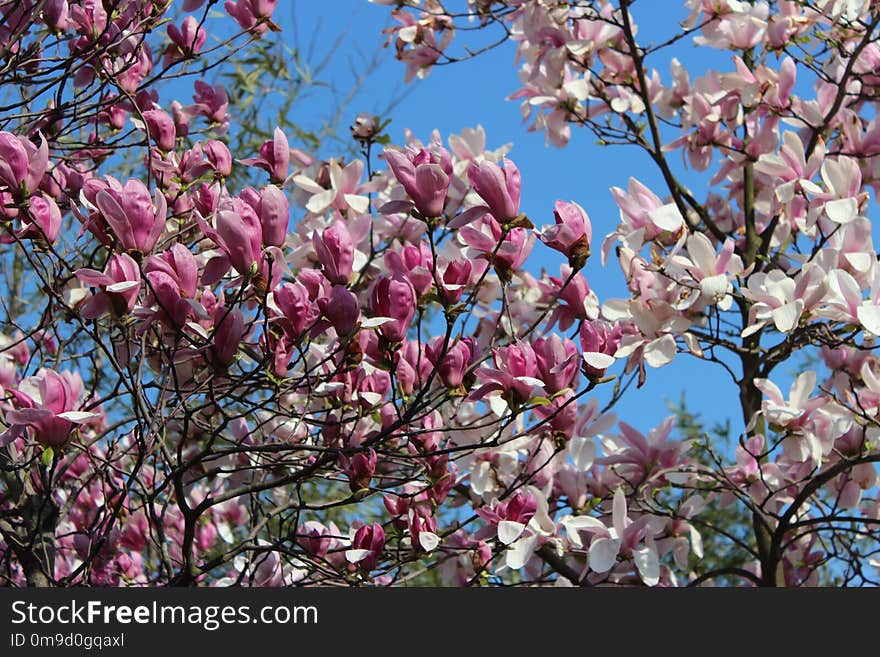 Flower, Plant, Flowering Plant, Blossom