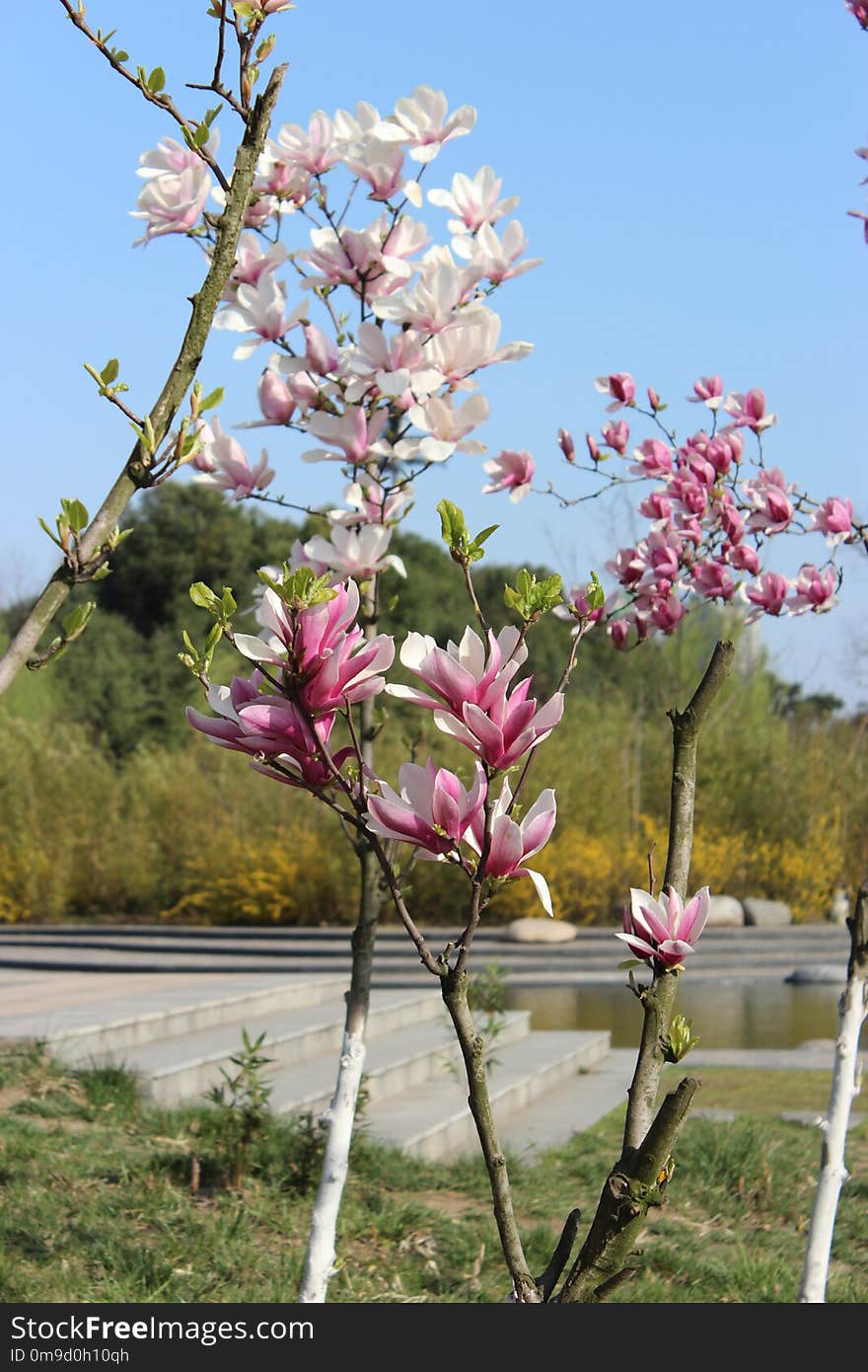 Plant, Flower, Spring, Flowering Plant